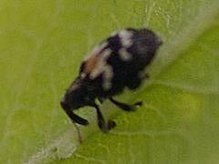 Snout Beetle/Weevil